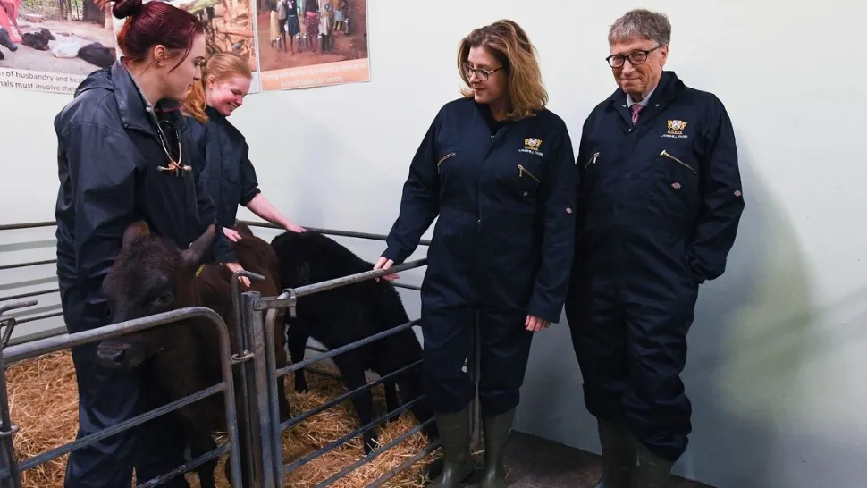 Flatulența vacilor, problema care nu îi dă pace lui Bill Gates. Acesta dă 26,5 milioane de dolari pentru un vaccin care să oprească gazele bovine