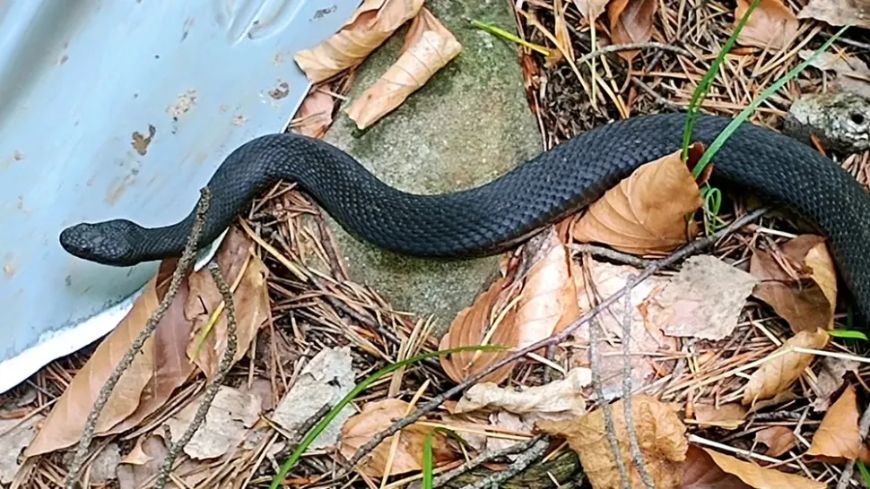 S-a dus să caute comori în pădure, însă a dat peste ce nu și-ar fi dorit!