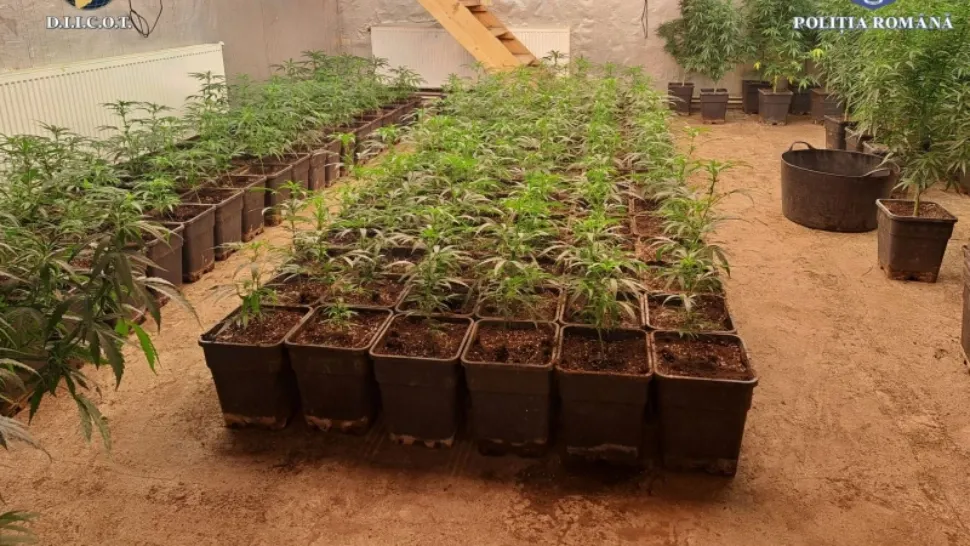 7 persoane, arestate preventiv pentru trafic de droguri. Aproximativ 9000 de plante de canabis descoperite la percheziții, în Dâmbovița