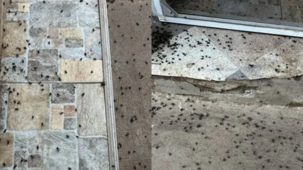 Localitate din România, invadată de muște. Imagini halucinante, insectele formează adevărate covoare negre, oamenii sunt disperați