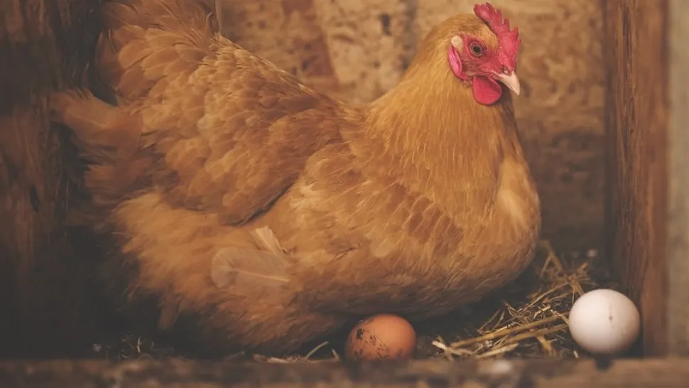 Ingredientul care ajută găinile să facă mai multe ouă. Se găsește peste tot și costă doar un leu 