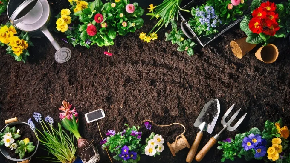 Cele mai toxice flori din grădină. Dacă le plantezi pe lângă legume, îți vor distruge toată recolta 