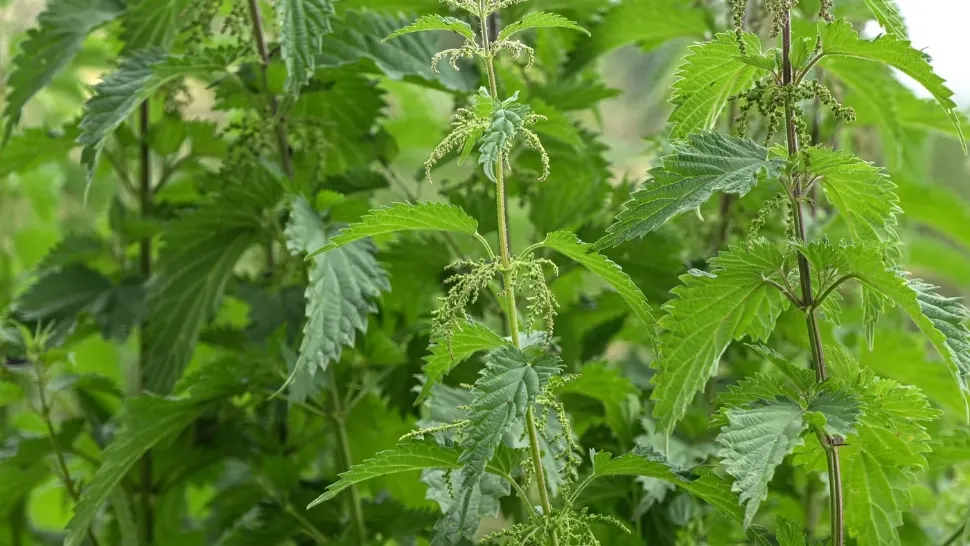 Planta pe care trebuie să o păstrezi în grădina ta cu orice preț: atrage fluturii și este un îngrășământ natural excelent. Benefii uriașe pentru sănătate 