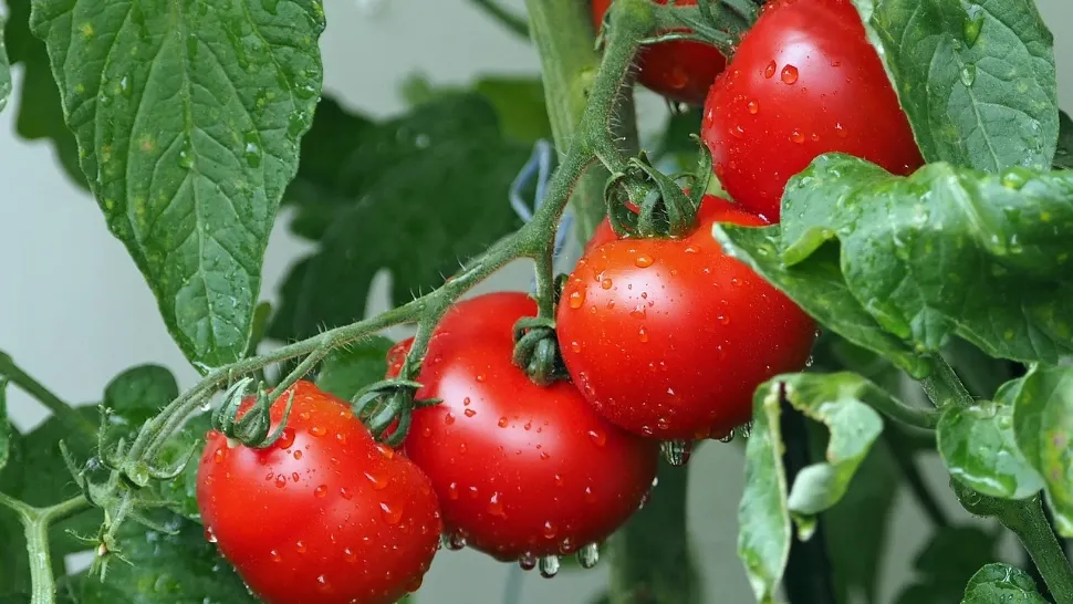 Îngrășământul natural care-ți mărește recoltele de castraveți și de roșii. Cu ce trebuie să le udăm în lunile de vară