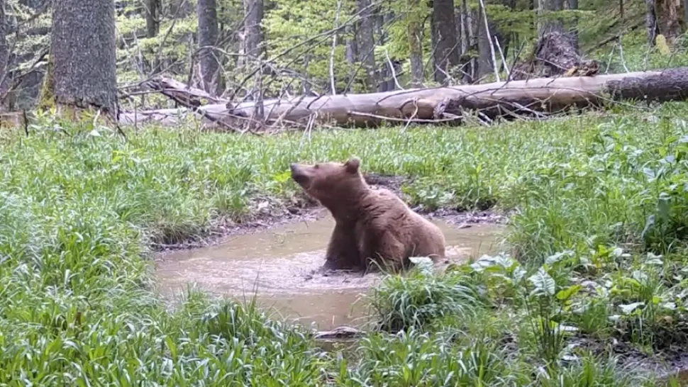 Cum se răcoresc urșii în Parcul Național Retezat. Imagini inedite surprinse de pădurari