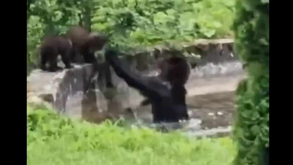 Ursoaică filmată în timp ce se scălda cu puii în curtea sanatoriului Nevroze VIDEO