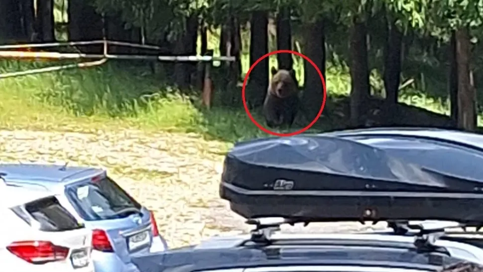 Un urs "fără frică de om", văzut în locul de plecare spre Vârful Ciucaş! Apel inedit la prudență al salvamontiștilor prahoveni