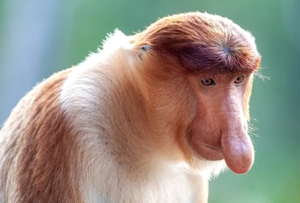 Top 5 dintre cele mai urâte animale din lume: cine se află pe primul loc. Imagini uimitoare