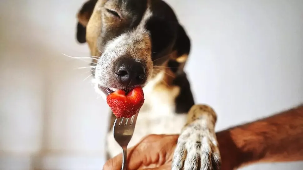 Ce fructe pot mânca, de fapt, câinii. Lista recomandată de veterinari 