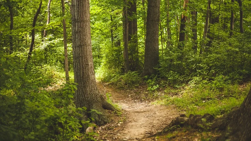 Spectacol în pădurile din România: animale uimitoare surprinse în Parcul Natural Apuseni