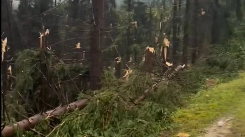 Urgie în Maramureș: o tornadă a culcat la pământ o pădure întreagă. Un bărbat a murit lovit de fulger - VIDEO