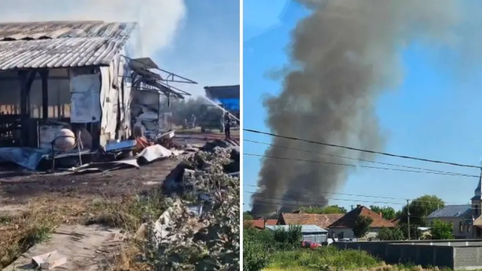Incendiu uriaș la o fermă de bovine din Satu Mare. Zeci de animale carbonizate- VIDEO