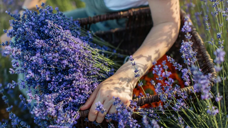 Planta ideală pentru relaxare. Acum este sezonul ei de inflorire. Ce trebuie să faci cu ea, de fapt!