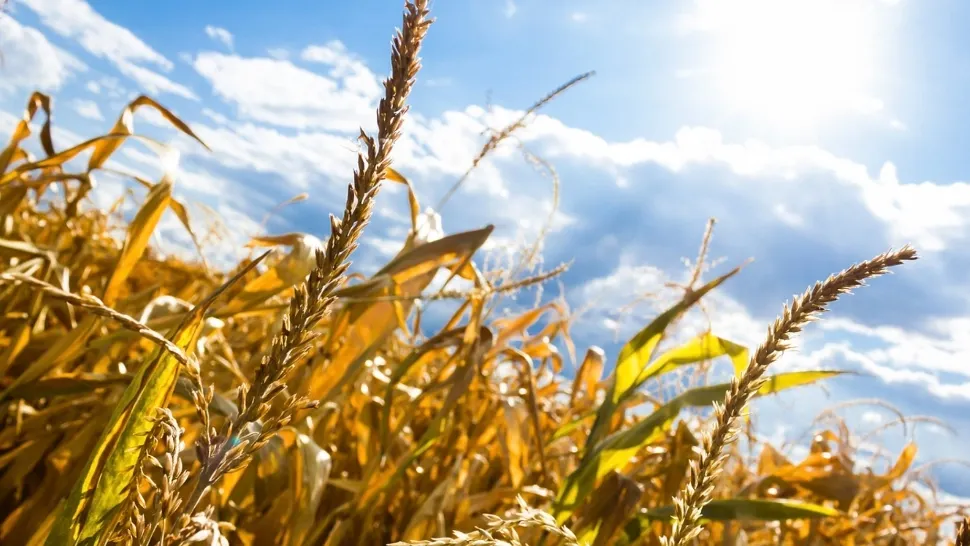 Agricultura, afectată grav de caniculă. Ministrul Mediului: România se confruntă cu o secetă severă: irigăm ca în 1960! Previziunile nu sunt optimiste