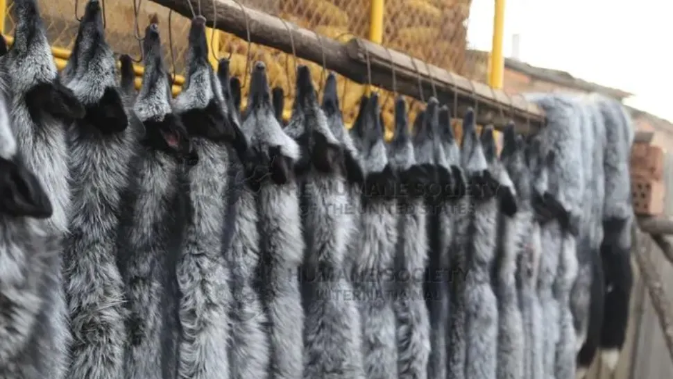 Grupul de modă MAX MARA anunță renunțarea la blănuri