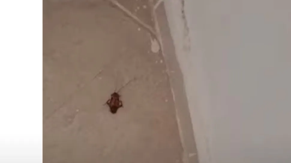 Cameră plină de gândaci într-un hotel de 4 stele, din Turcia! Vacanță de coșmar pentru un cuplu de români VIDEO