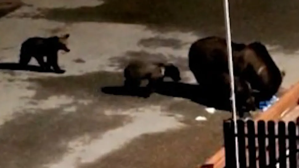 Ursoaica care a atacat un bărbat în Busteni s-a întors pe străzile orașului! Oamenii, avertizați prin Ro-Alert