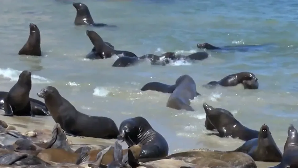 Invazie de lei de mare pe o plajă celebră din California! Accesul turiștilor în zonă, interzis: spectacolul incredibil făcut de uimitoarele animale