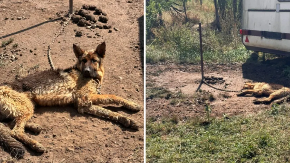 Bărbat amendat cu 6.000 de lei pentru condițiile inumane în care-și ținea câinele. A legat animalul în plină arșiță, fără apă și mâncare - FOTO
