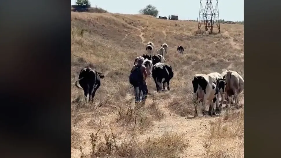 Ciobanul care păzește oile din zori și până în seară pentru doar 2.000 de lei pe lună VIDEO