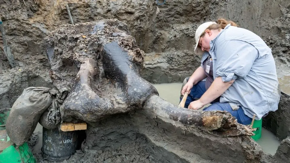 Descoperire arheologică rară: Craniu de mastodont de 13.600 de ani, găsit într-un pârâu 