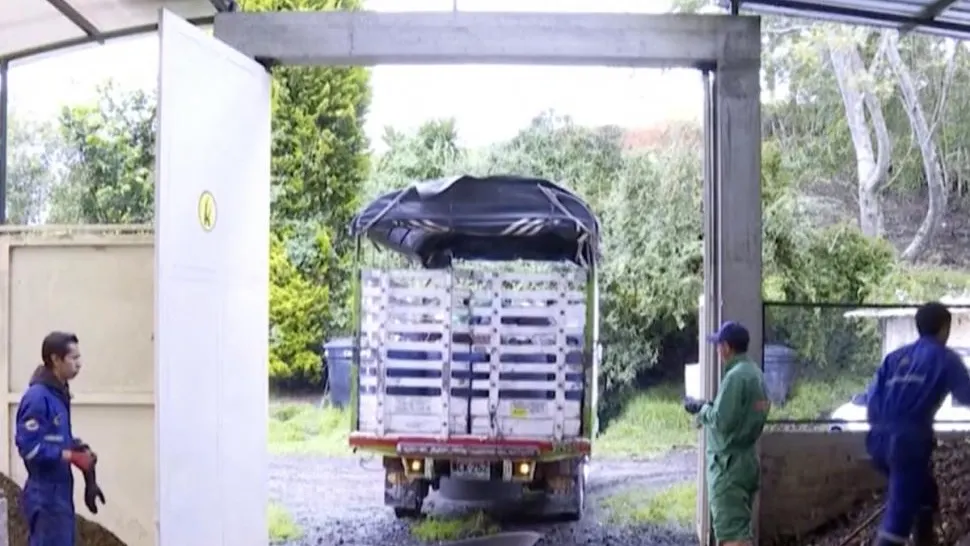 Revoluția gândacilor Rinocer: Soluție inedită pentru reciclarea deșeurilor