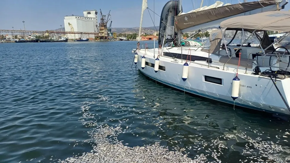 Dezastru ecologic în Grecia: sute de mii de pești morți au invadat un port turistic - FOTO