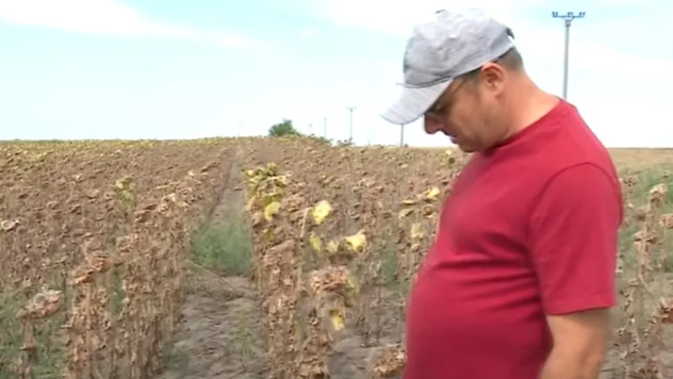 Perioadă neagră pentru fermieri. Seceta extremă a secat râul Călmățui. Culturi întregi, distruse