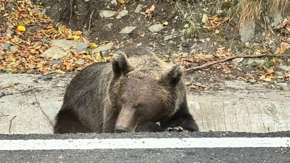 Eșec total la relocarea ursului care a alertat populaţia şi autorităţile din Focşani. Ce s-a întâmplat cu animalul sălbatic: anunțul Jandarmeriei Vrancea