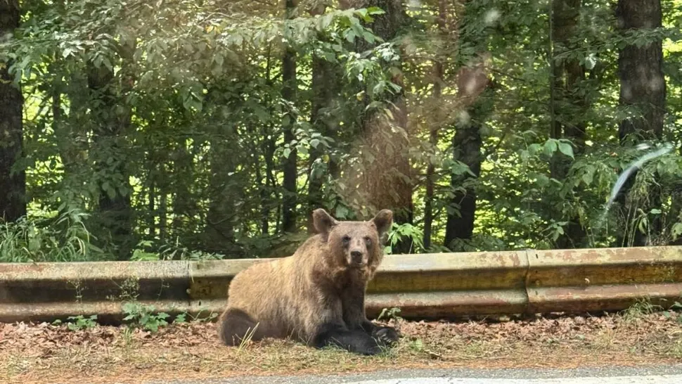 Alertă de urs într-o localitate din Sibiu! Oamenii, avertizați prin RO-Alert