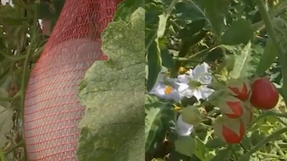 Pepenele de iarnă, pepenele cu gust de vanilie și roșiile cu țepi pot fi cultivate acum în România. Soiuri demne de filmele SF, produse la Buzău