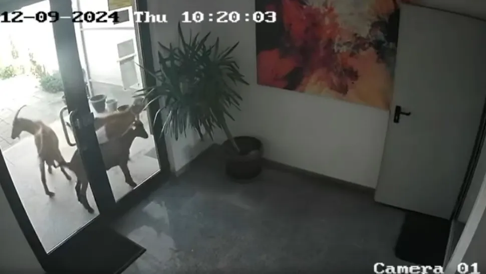 Atacul caprelor în cartierul bogaților. Anchetă a oamenilor legii
