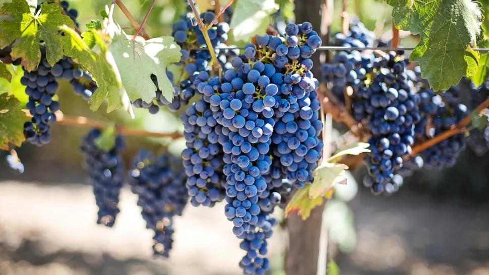 Secretul unui vin deosebit: Ce trebuie să faci cu strugurii înainte de a-i zdrobi