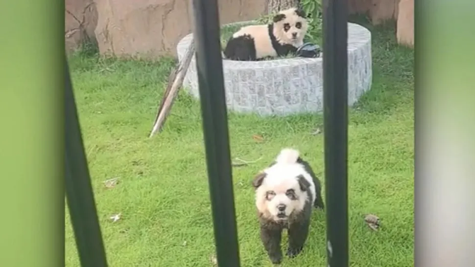 Surpriză la grădina zoologică! Doi „urși panda” au început să latre în fața vizitatorilor - VIDEO
