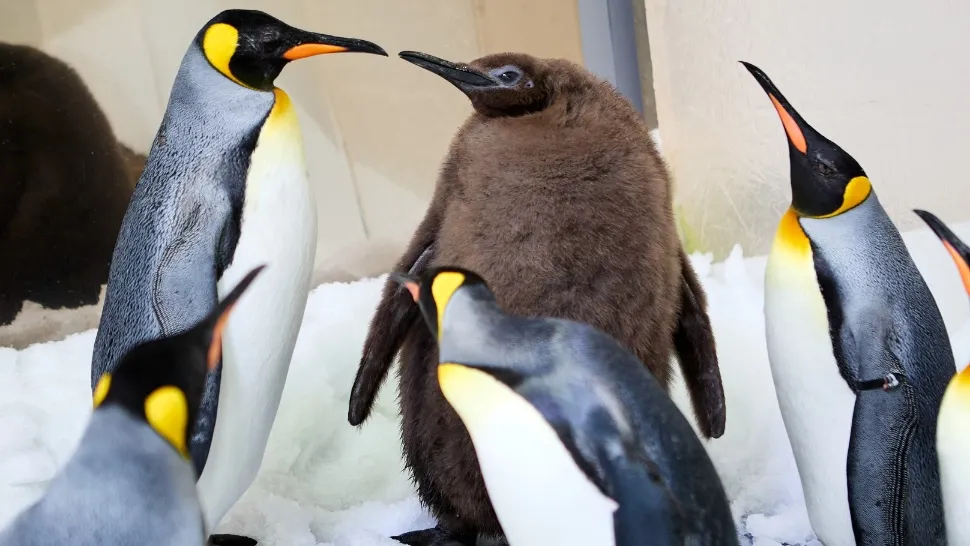 Puiul de pinguin, vedetă în online. Pesto este de două ori mai mare decât părinții săi