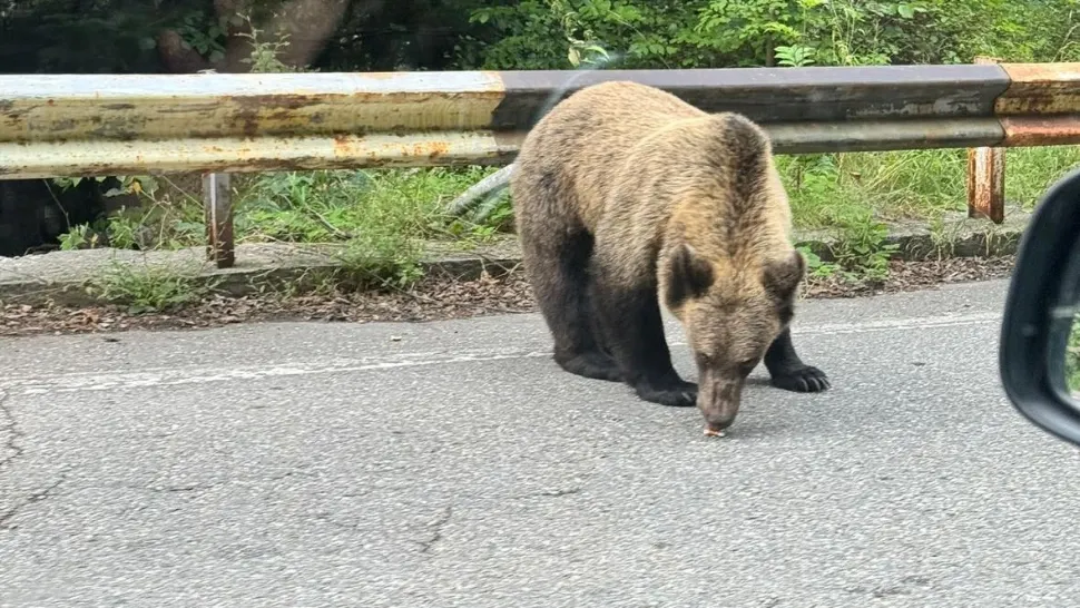 SCANDAL la botul ursului. Un bărbat cu un copil în brațe a fost amendat pe Trasfăgărășan, după ce a încerca să se fotografieze cu animalul  - VIDEO