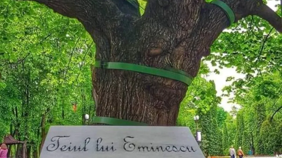Misterul Teiului lui Eminescu. Fenomenul biologic excepțional care-l ține în viață după 500 de ani