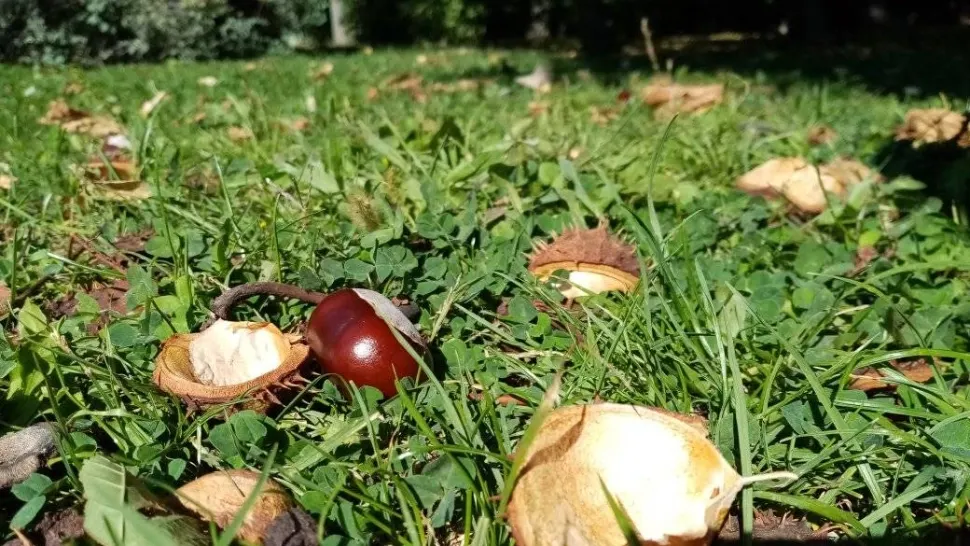 Cum deosebim castanele COMESTIBILE de cele SĂLBATICE? Atenție, nu toate sunt bune de mâncat!