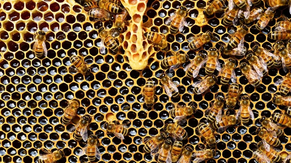 Singurul vânător de albine sălbatice din România creează o miere unică: „E ca un jeleu, dintr-o plantă rară”