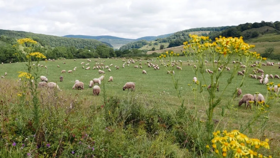 Animalul care începe să dispară din gospodăriile românilor. În trecut fiecare familie avea cel puțin un exemplar  