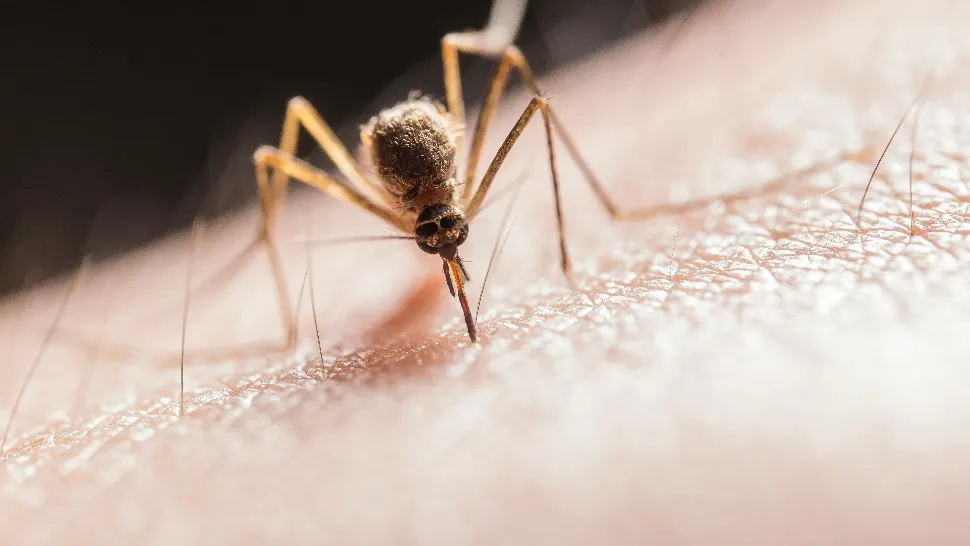 Numărul infecțiilor cu virusul West Nile este în creștere în București și nu numai. Oamenii nu dezvoltă imunitate