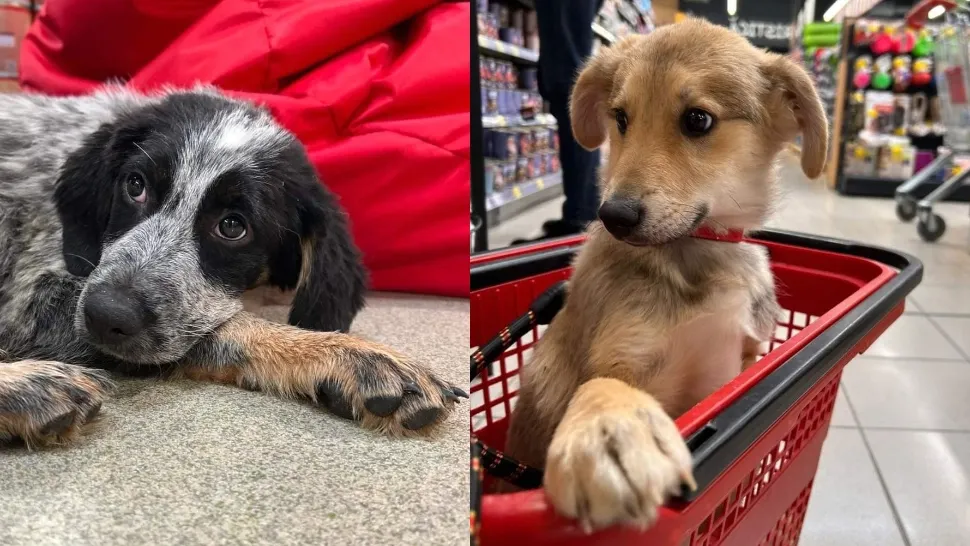Târg de adopții azi, în București. Toți câinii sunt sociabili și sănătoși și își așteptă stăpânii. Unde are loc evenimentul 