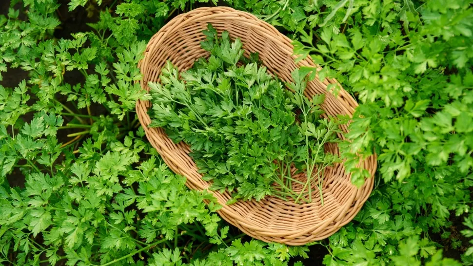 Verdeața care este leac pentru rinichi, ficat și sistemul hormonal. Cum trebuie consumat pentru un efect sigur?