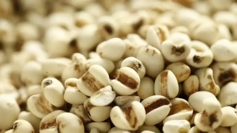 Cereala bogată în colagen care întinerește organismul feminin cu până la 10 ani. Puțini știu de beneficiile sale  