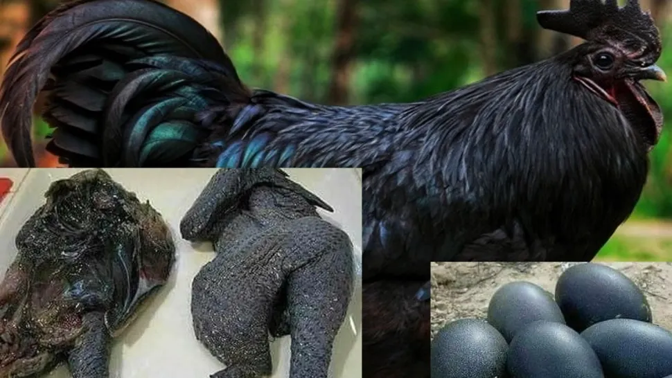Găina care se vinde cu mii de euro. Până și carnea și oasele sale sunt negre 