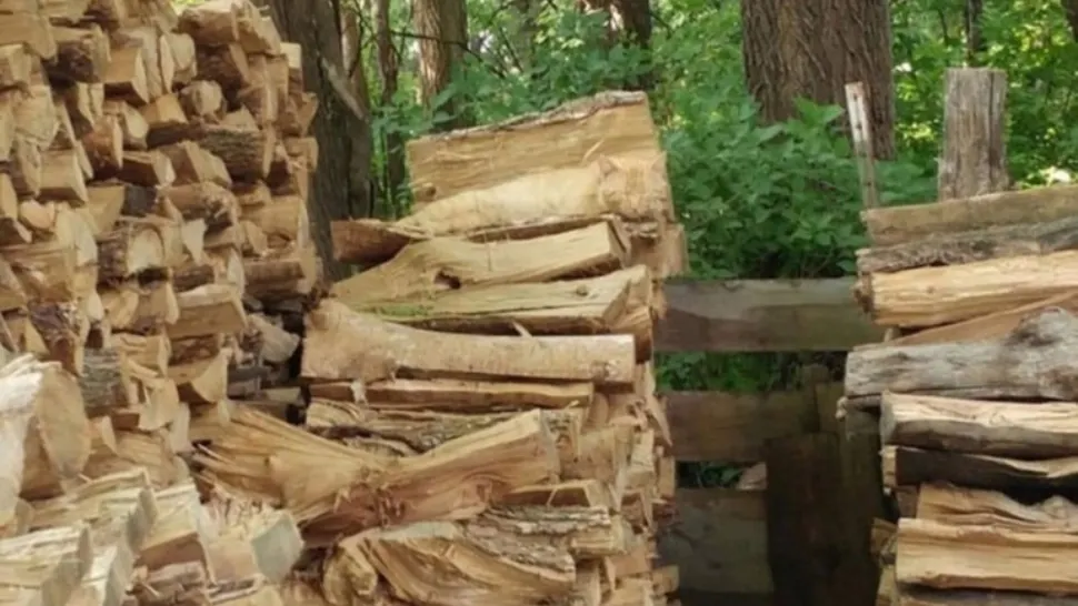 Unde este ASCUNSĂ pisica în lemne? Dacă o vezi, ai ochii de vultur - FOTO