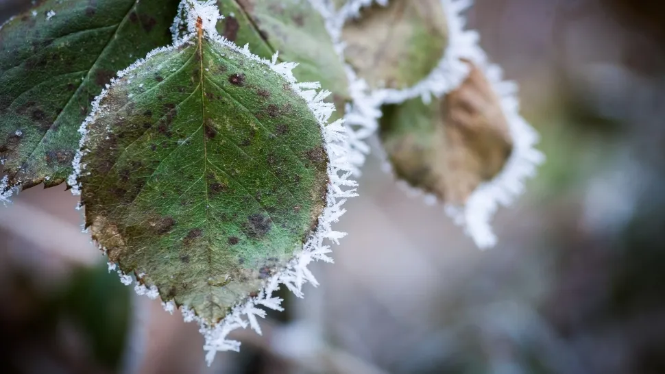 Vremea 13 decembrie. Ceață și GER dimineața și seara. Minimele pot coborî și până la -15 grade Celsius: unde va fi cel mai frig astăzi