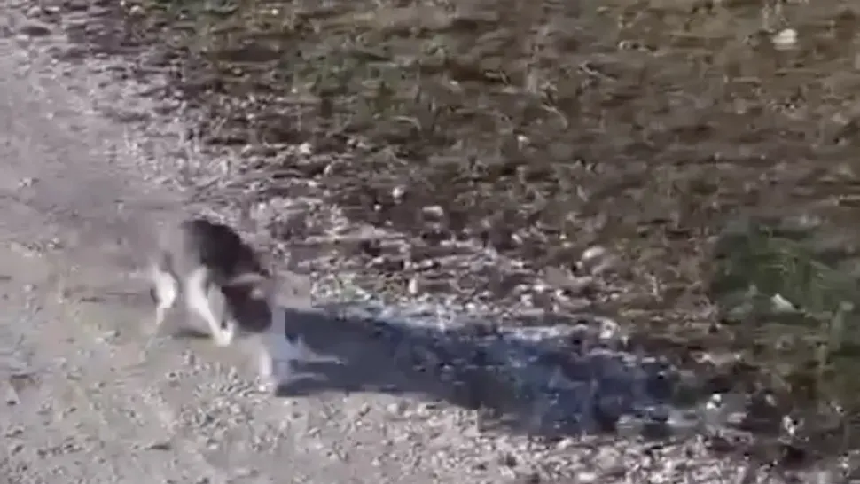 Polițiștii din Constanța au deschis o anchetă după ce o PISICĂ a fost abandonată pe câmp -VIDEO
