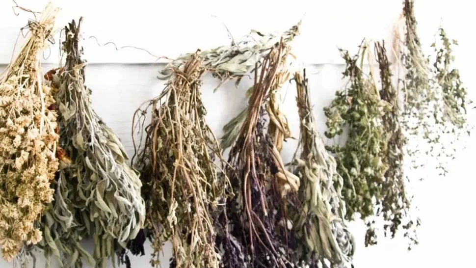 Planta care elimină mirosurile din încăperi și pune pe fugă insectele. În plus,  are o serie de beneficii pentru sănătate 