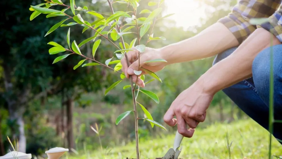 Pomul fructifer pe care trebuie să îl plantezi în luna martie. Atrage norocul și prosperitatea 